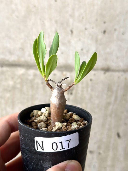 【現品限り】オトンナ・マクロスペルマ【N17】 Othonna macrosperma