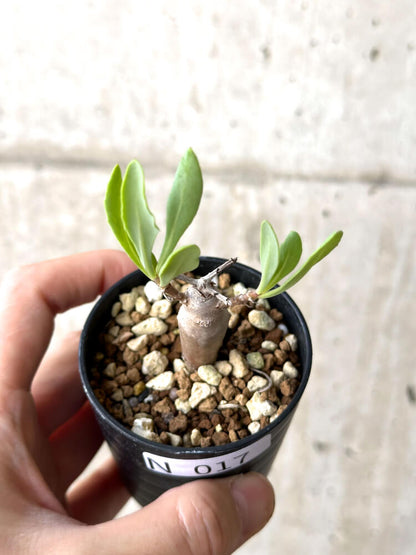 【現品限り】オトンナ・マクロスペルマ【N17】 Othonna macrosperma