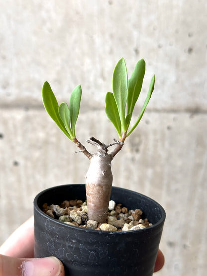 【現品限り】オトンナ・マクロスペルマ【N17】 Othonna macrosperma