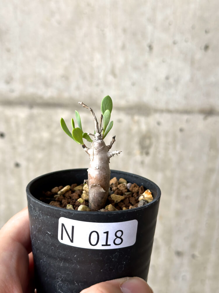 【現品限り】オトンナ・マクロスペルマ【N18】 Othonna macrosperma