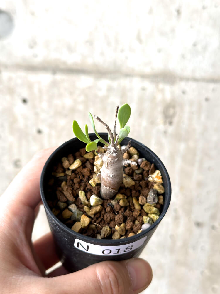 【現品限り】オトンナ・マクロスペルマ【N18】 Othonna macrosperma