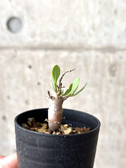 【現品限り】オトンナ・マクロスペルマ【N18】 Othonna macrosperma