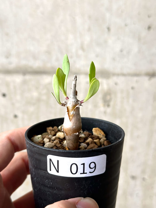 【現品限り】オトンナ・マクロスペルマ【N19】 Othonna macrosperma