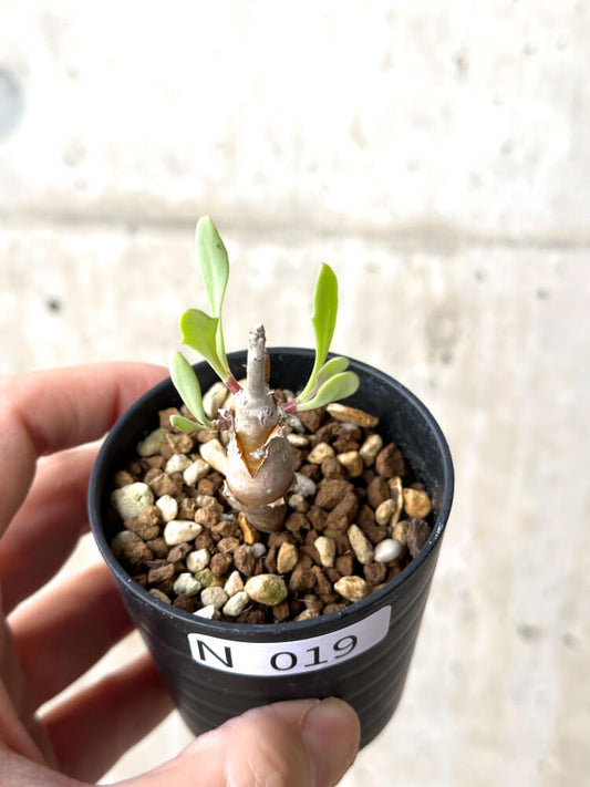 【現品限り】オトンナ・マクロスペルマ【N19】 Othonna macrosperma