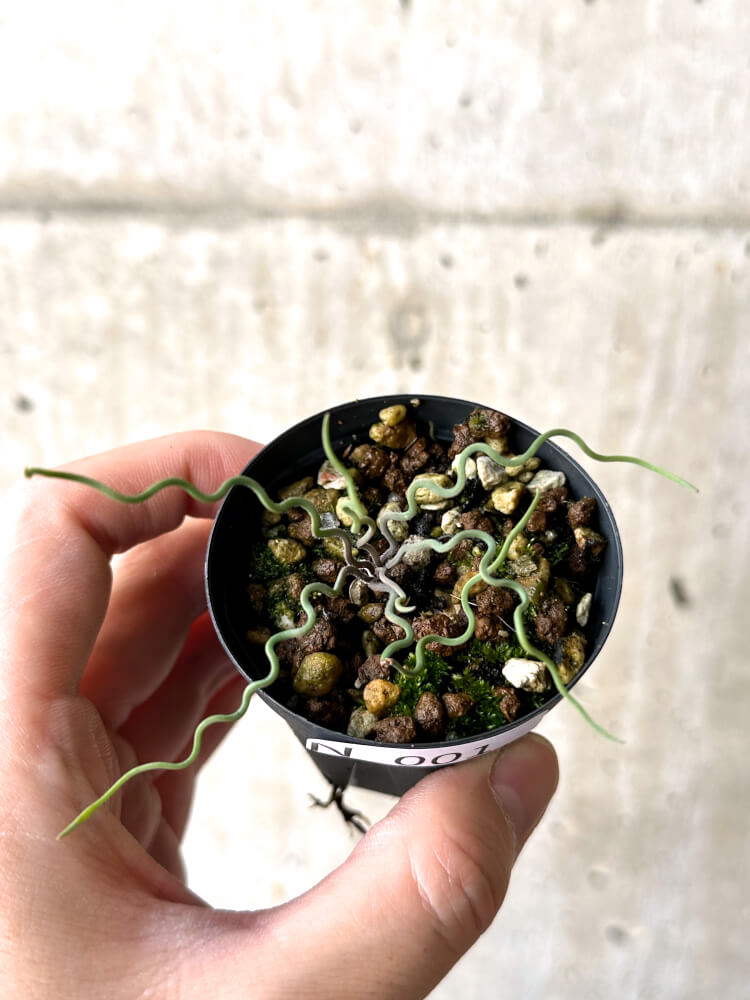 【現品限り】ブルビネ・トルタ【N1】 Bulbine torta