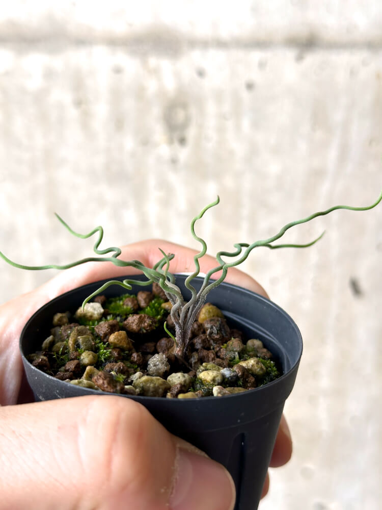 現品限り】ブルビネ・トルタ【N1】 Bulbine torta 塊根植物 コーデック