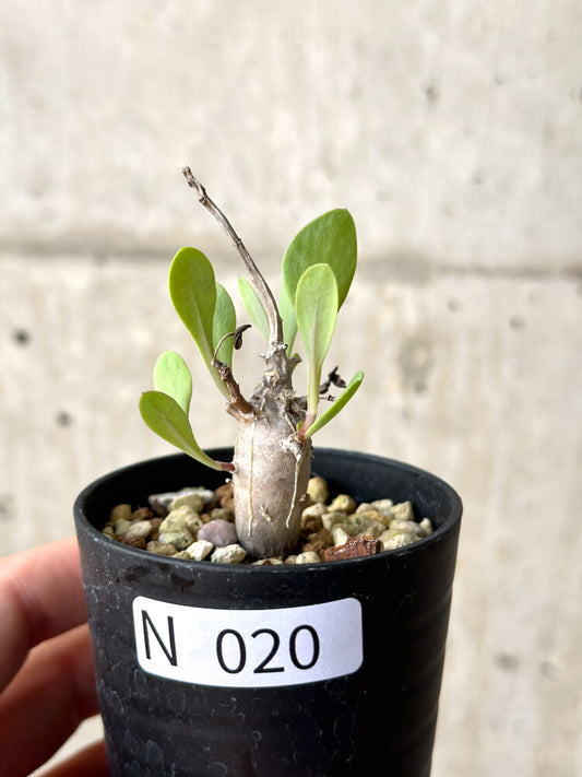 【現品限り】オトンナ・マクロスペルマ【N20】 Othonna macrosperma