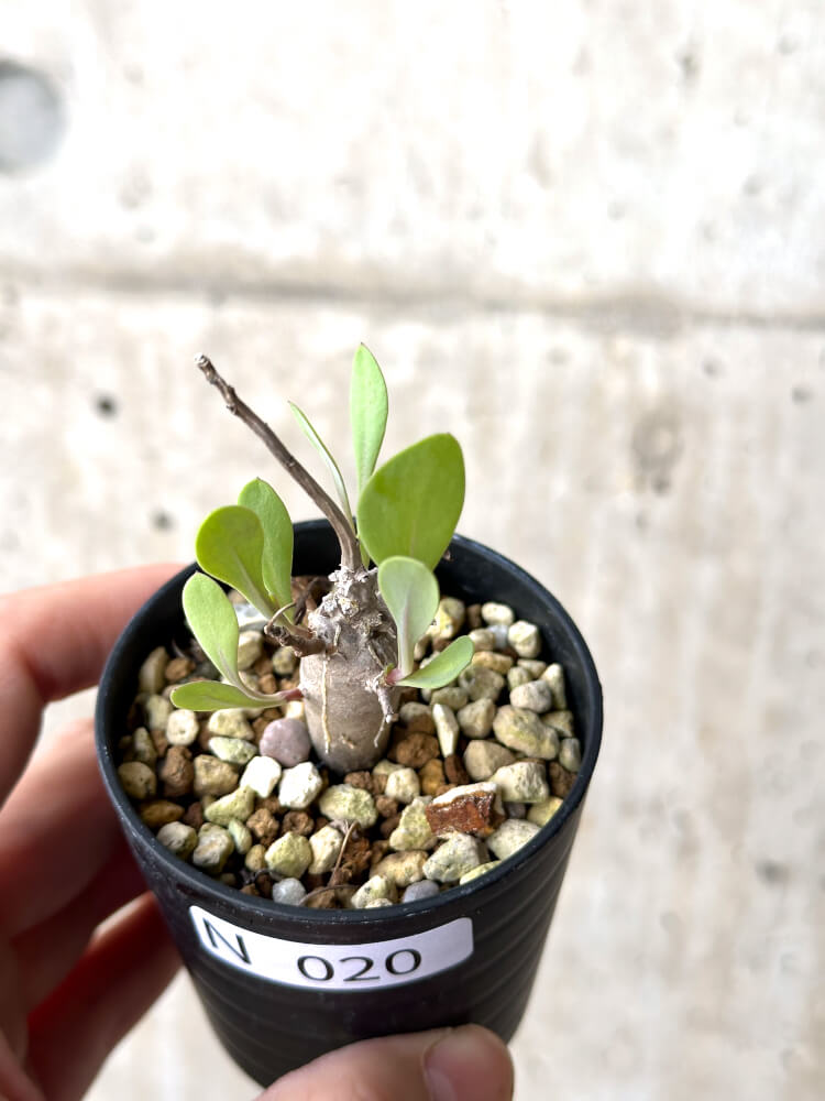 【現品限り】オトンナ・マクロスペルマ【N20】 Othonna macrosperma