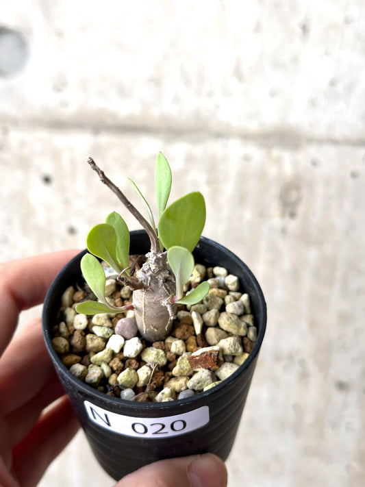 【現品限り】オトンナ・マクロスペルマ【N20】 Othonna macrosperma