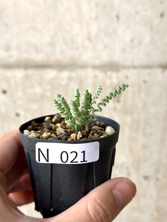 【現品限り】アルブカ・コンコルディアナ【N21】 Albuca concordiana
