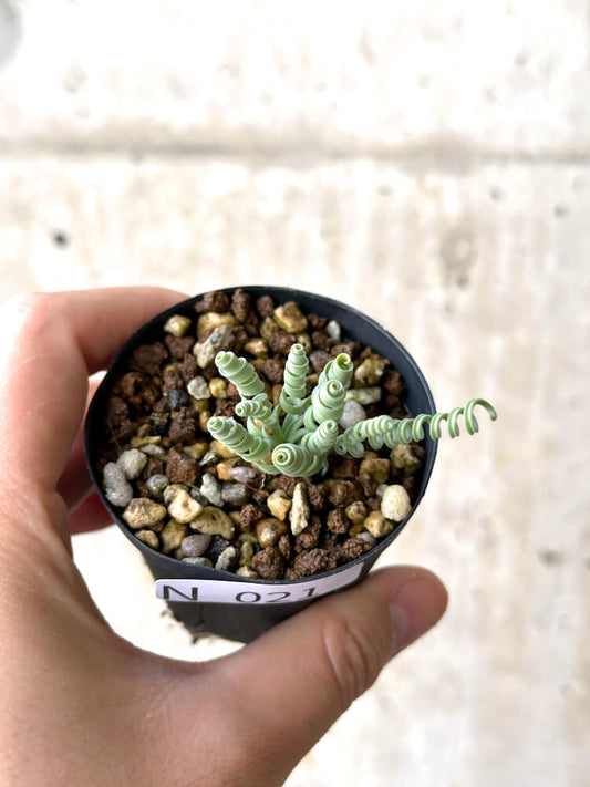 【現品限り】アルブカ・コンコルディアナ【N21】 Albuca concordiana