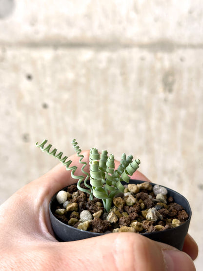 【現品限り】アルブカ・コンコルディアナ【N21】 Albuca concordiana