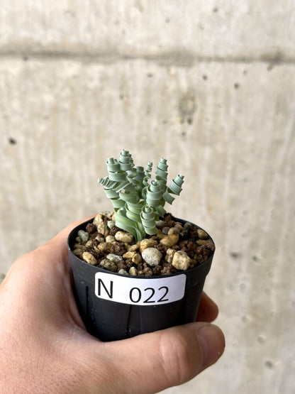 【現品限り】アルブカ・コンコルディアナ【N22】 Albuca concordiana