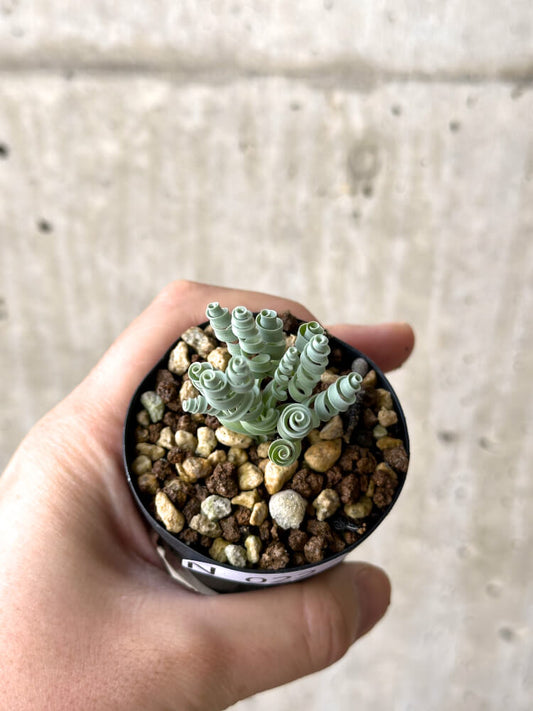 【現品限り】アルブカ・コンコルディアナ【N22】 Albuca concordiana