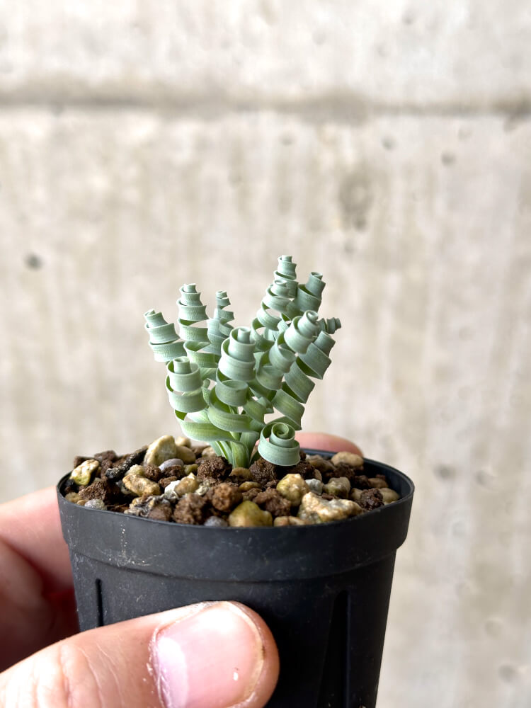 【現品限り】アルブカ・コンコルディアナ【N22】 Albuca concordiana