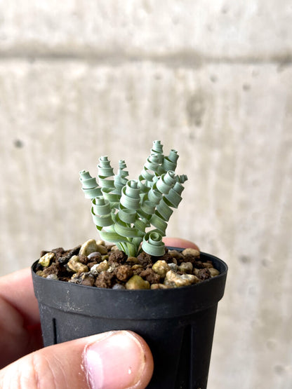 【現品限り】アルブカ・コンコルディアナ【N22】 Albuca concordiana
