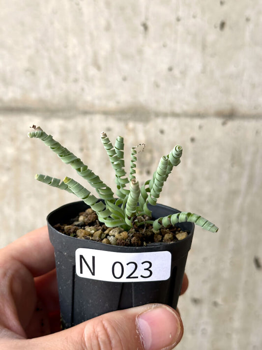 【現品限り】アルブカ・コンコルディアナ【N23】 Albuca concordiana