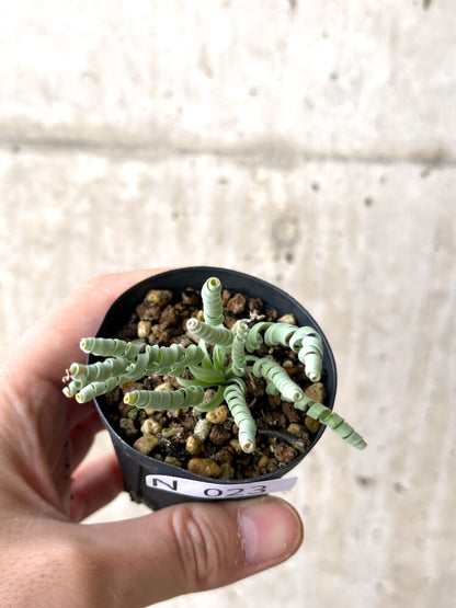 【現品限り】アルブカ・コンコルディアナ【N23】 Albuca concordiana