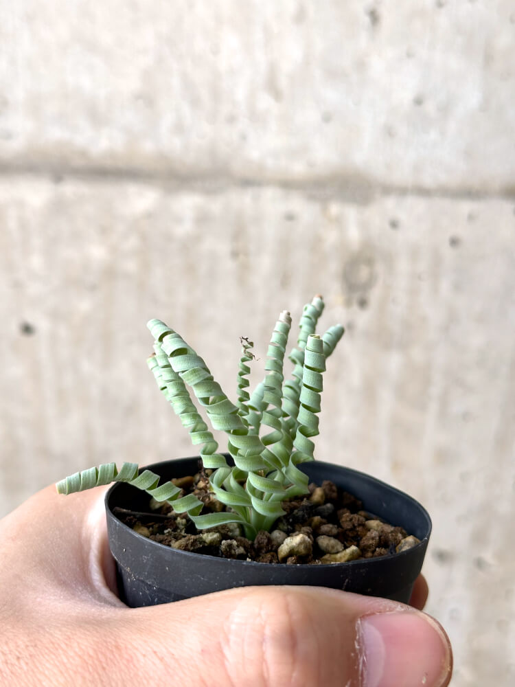 【現品限り】アルブカ・コンコルディアナ【N23】 Albuca concordiana