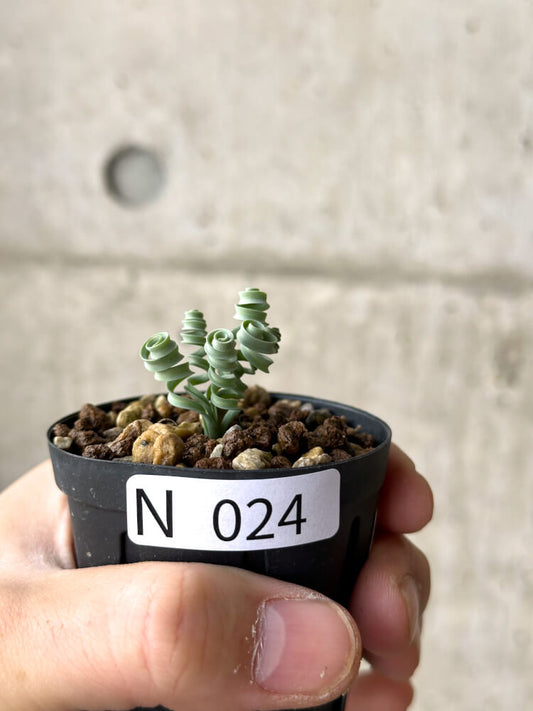 【現品限り】アルブカ・コンコルディアナ【N24】 Albuca concordiana