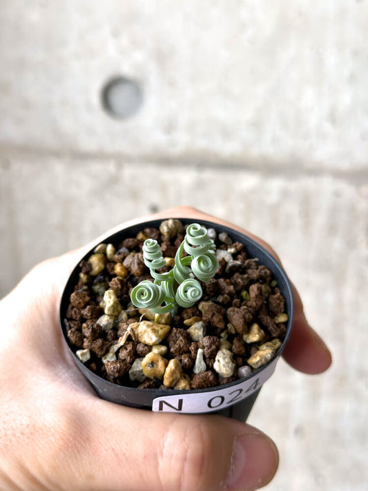 【現品限り】アルブカ・コンコルディアナ【N24】 Albuca concordiana