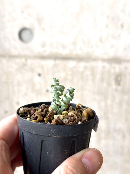 【現品限り】アルブカ・コンコルディアナ【N24】 Albuca concordiana