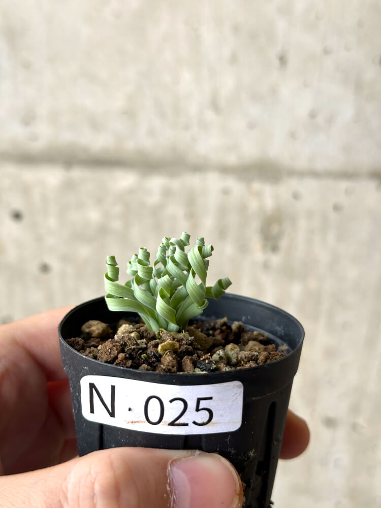 現品限り】アルブカ・コンコルディアナ【N25】 Albuca concordiana