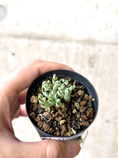 【現品限り】アルブカ・コンコルディアナ【N25】 Albuca concordiana