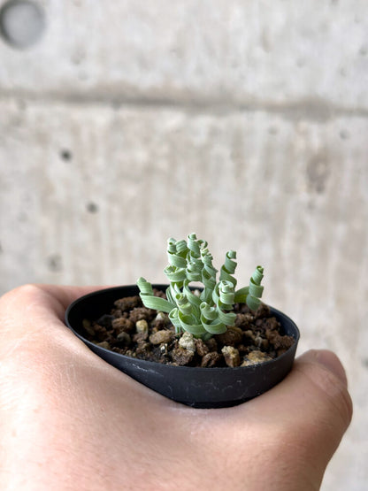 【現品限り】アルブカ・コンコルディアナ【N25】 Albuca concordiana