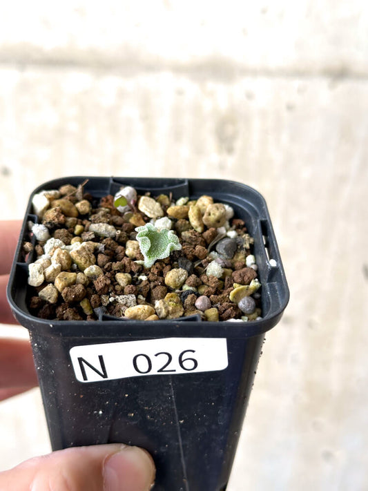 【現品限り】エリオスペルマム・チタノプソイデス【N26】 Eriospermum titanopsoides