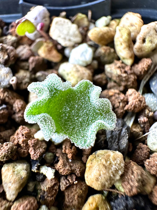 【現品限り】エリオスペルマム・チタノプソイデス【N26】 Eriospermum titanopsoides