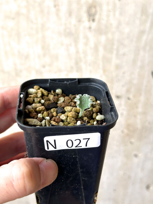 【現品限り】エリオスペルマム・チタノプソイデス【N27】 Eriospermum titanopsoides