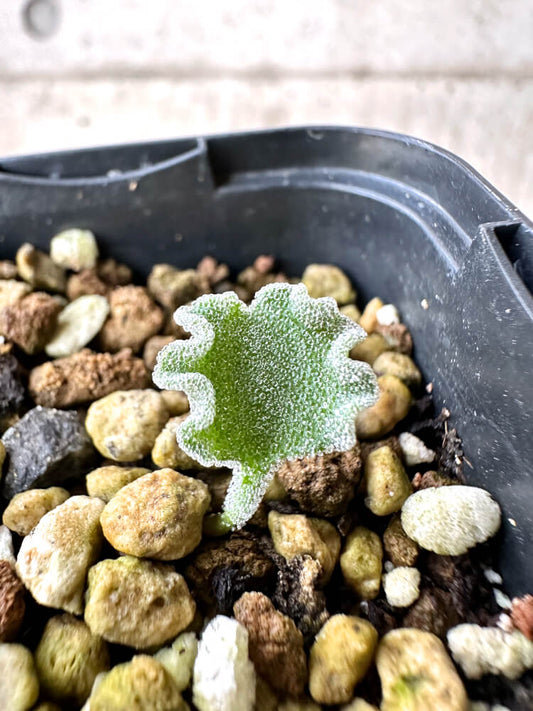 【現品限り】エリオスペルマム・チタノプソイデス【N27】 Eriospermum titanopsoides