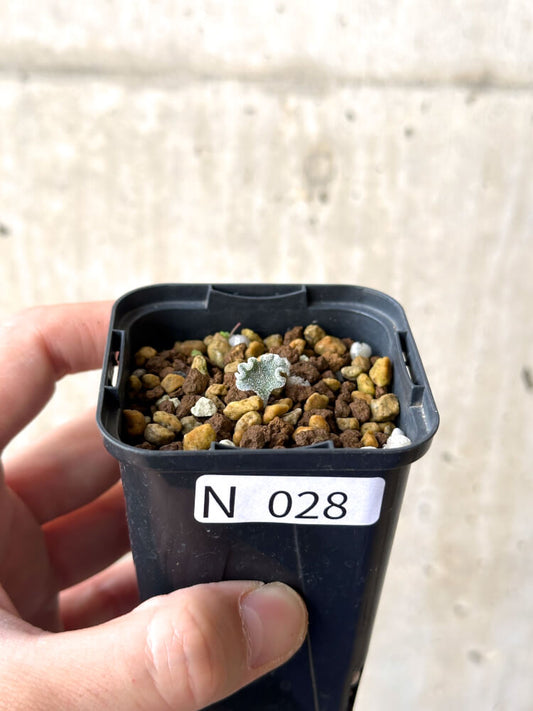 【現品限り】エリオスペルマム・チタノプソイデス【N28】 Eriospermum titanopsoides