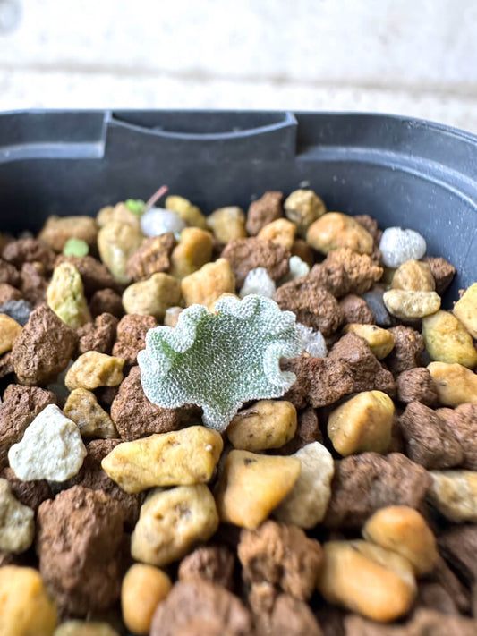 【現品限り】エリオスペルマム・チタノプソイデス【N28】 Eriospermum titanopsoides