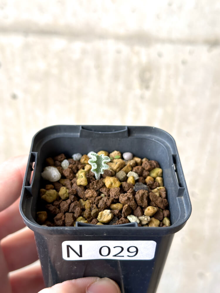 【現品限り】エリオスペルマム・チタノプソイデス【N29】 Eriospermum titanopsoides