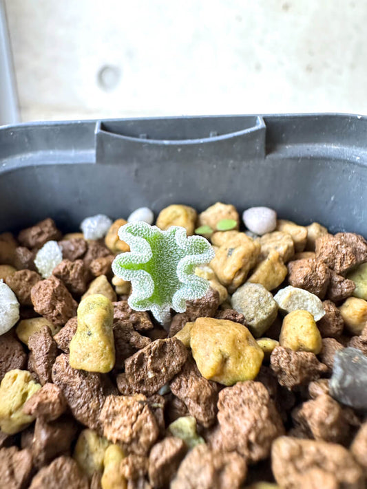 【現品限り】エリオスペルマム・チタノプソイデス【N29】 Eriospermum titanopsoides