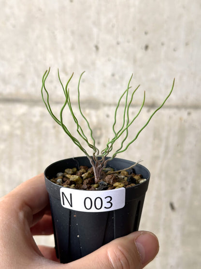 【現品限り】ブルビネ・トルタ【N3】 Bulbine torta