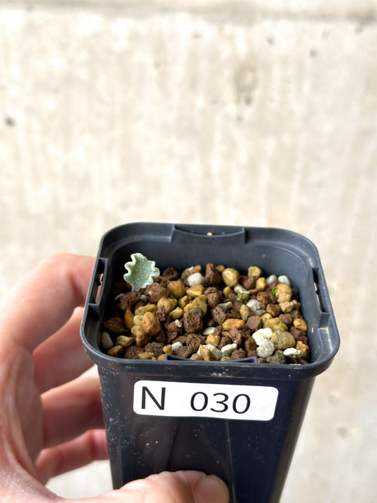 【現品限り】エリオスペルマム・チタノプソイデス【N30】 Eriospermum titanopsoides