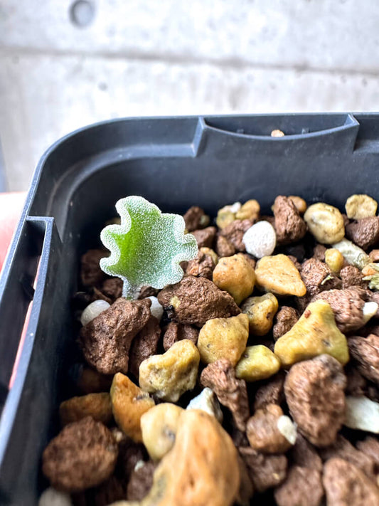 【現品限り】エリオスペルマム・チタノプソイデス【N30】 Eriospermum titanopsoides