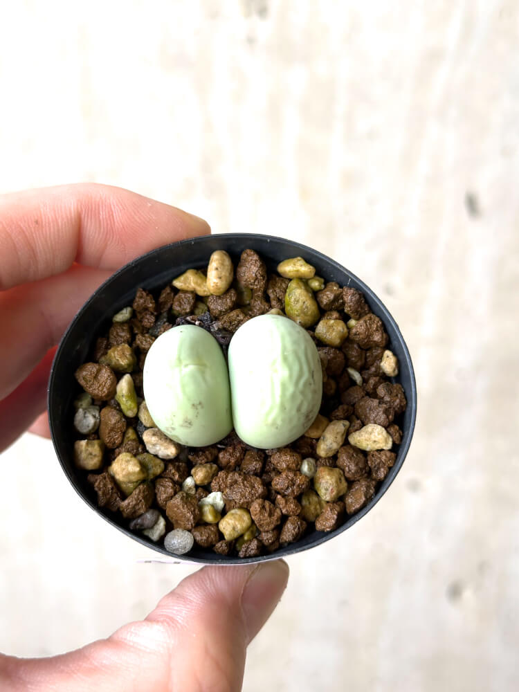 現品限り】コノフィツム・カルキュラス【N31】 Conophytum calculus