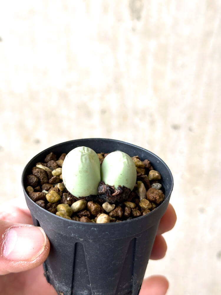 【現品限り】コノフィツム・カルキュラス【N31】 Conophytum calculus