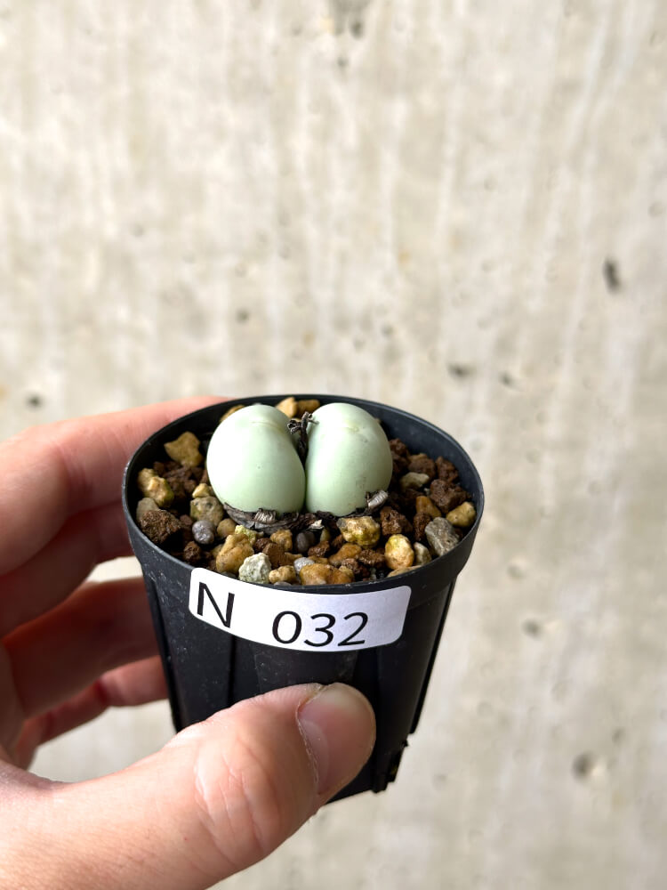 【現品限り】コノフィツム・カルキュラス【N32】 Conophytum calculus
