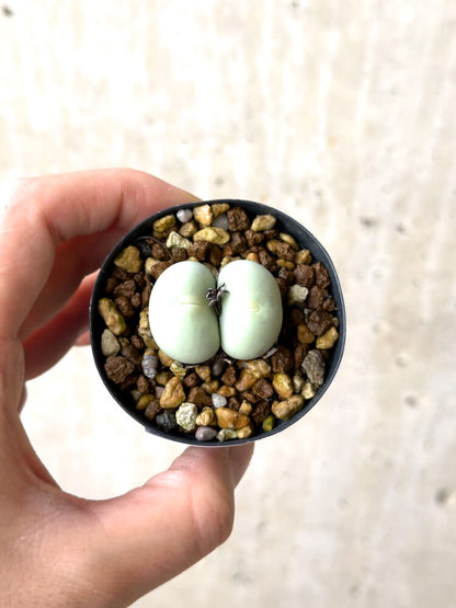 【現品限り】コノフィツム・カルキュラス【N32】 Conophytum calculus