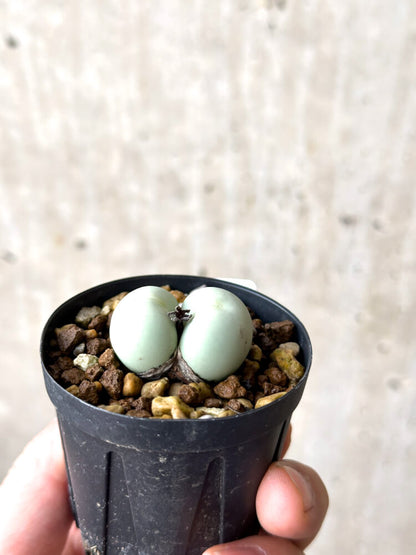 【現品限り】コノフィツム・カルキュラス【N32】 Conophytum calculus