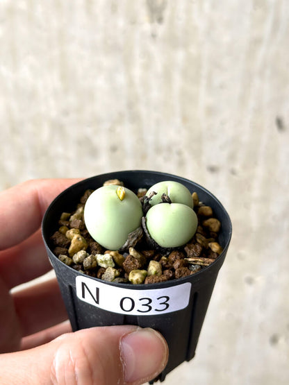 【現品限り】コノフィツム・カルキュラス【N33】 Conophytum calculus