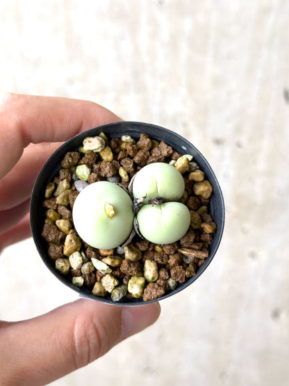 【現品限り】コノフィツム・カルキュラス【N33】 Conophytum calculus