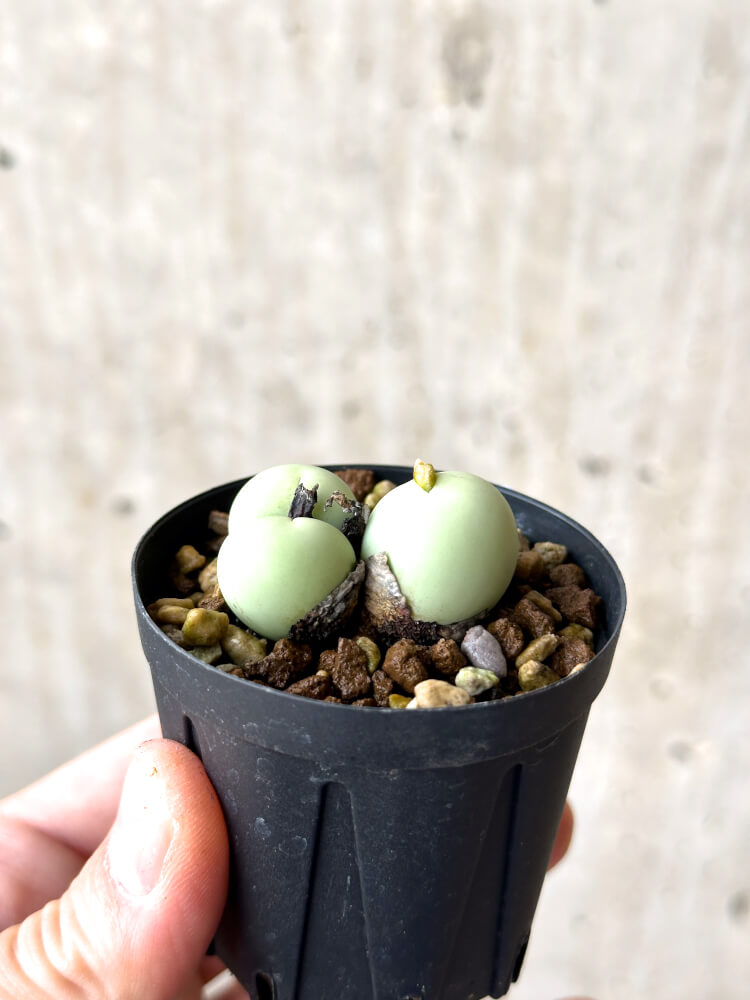 【現品限り】コノフィツム・カルキュラス【N33】 Conophytum calculus