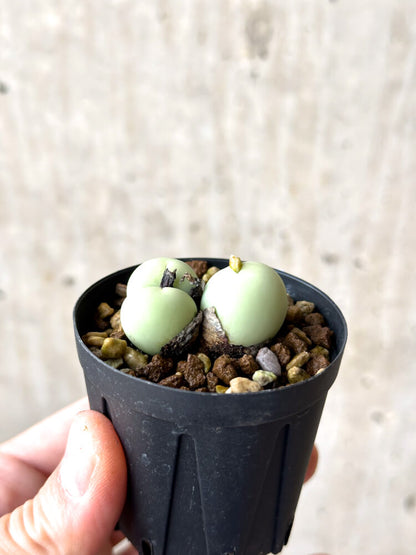 【現品限り】コノフィツム・カルキュラス【N33】 Conophytum calculus