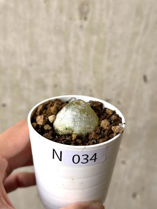 【現品限り】コノフィツム・ブルゲリ【N34】 Conophytum burgeri